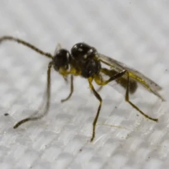 Tip Top Bio-Control Aphidius Colemani & Ervi Beneficial Insect Mix