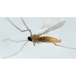 Tip Top Bio-Control Aphidoletes Aphidimyza Beneficial Insects