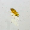 Tip Top Bio-Control Aphytis Melinus Beneficial Parasitic Wasps -Garden Care Product Store aphytis 10k aphytis 5k ttbc apme 1 2