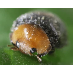 Garden Care Product Store -Garden Care Product Store cryp 100 cryp 250 ttbc crmo 3 2