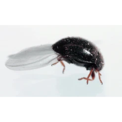 Tip Top Bio-Control Delphastus Catalinae Beneficial Insects