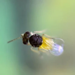 Tip Top Bio-Control Encarsia Formosa Beneficial Insects -Garden Care Product Store encarsia 1k encarsia 10k ttbc enfo 3 2