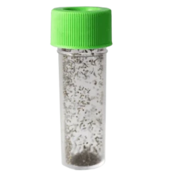 Tip Top Bio-Control Aphidius Ervi Beneficial Parasitic Wasps