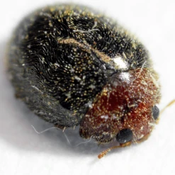 Tip Top Bio-Control Lindorus Lophanthae Beneficial Insects