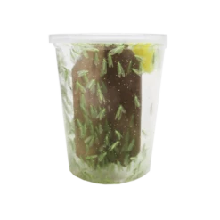 Tip Top Bio-Control Green Lacewing Adults, Bottle Of 100