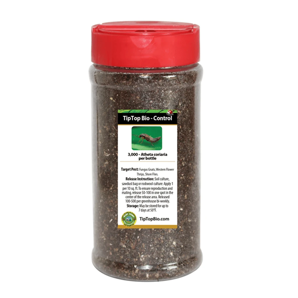 Tip Top Bio-Control Rove Beetle - Dalotia (Atheta) Coriaria Beneficial Insects